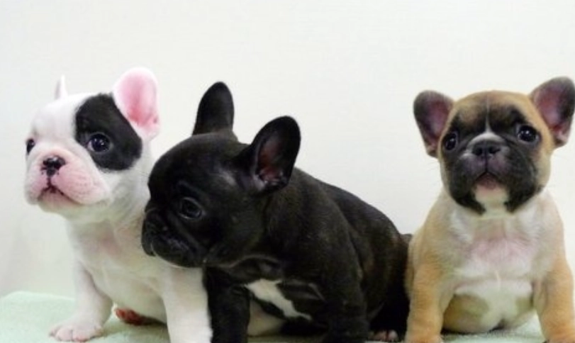 鬥牛犬品種比較 鬥牛犬品種比較