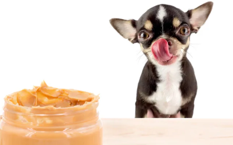 無鹽 花生醬 狗 無鹽 花生醬 狗