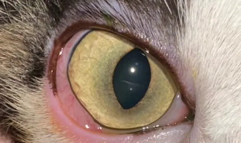 貓葡萄膜炎 多久會好 貓葡萄膜炎 多久會好