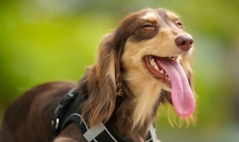 長毛狗護理問題 長毛狗護理問題