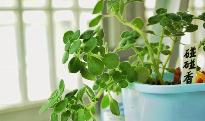 碰碰香照顧技巧 碰碰香照顧技巧