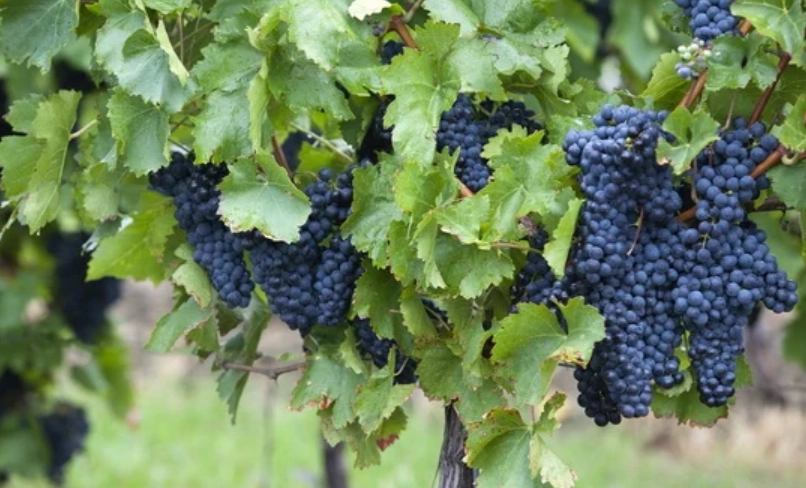 葡萄結果期施肥