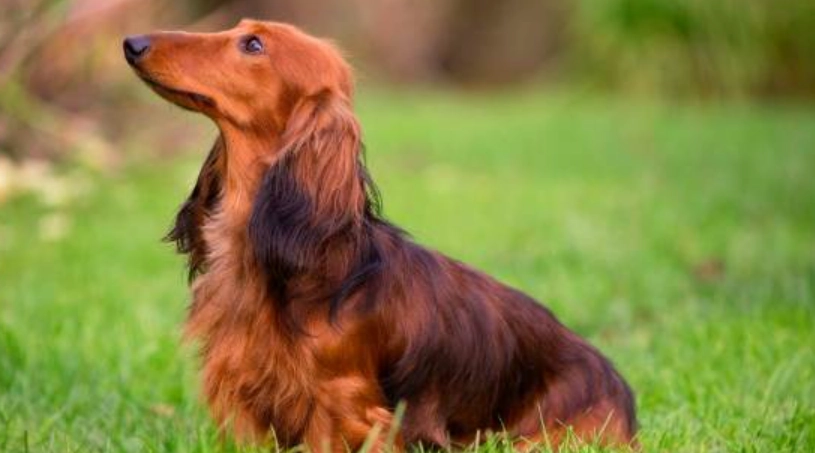 長毛狗護理問題 長毛狗護理問題