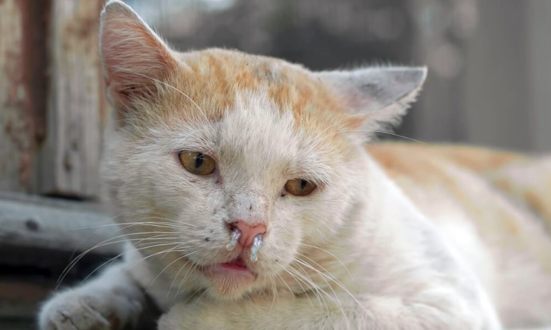 貓皰疹病毒藥物治療指南：症狀、用藥與照護全解析