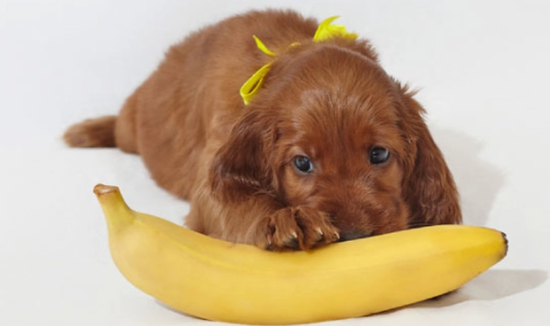 狗 吃 香蕉皮