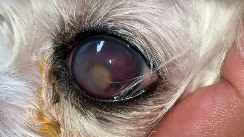 貓葡萄膜炎 治療時間 貓葡萄膜炎 治療時間