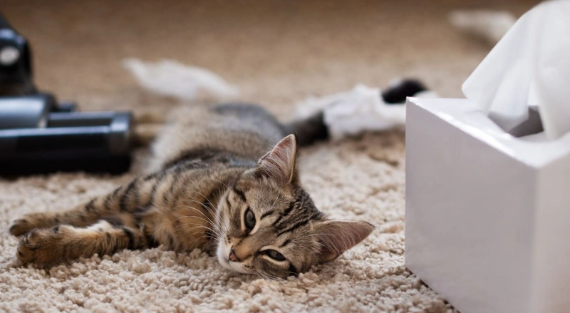 貓咪臨終過程全解析：徵兆、陪伴與實用指南