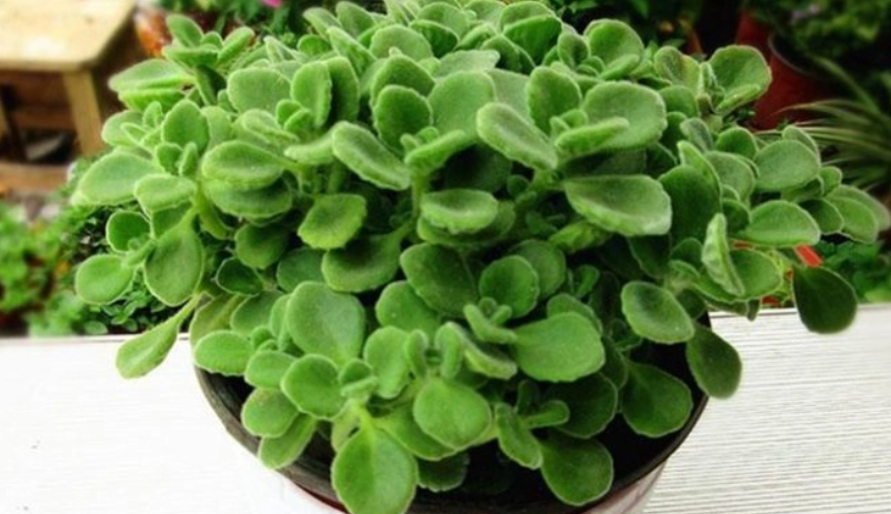 碰碰香繁殖 碰碰香繁殖