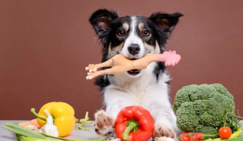 狗狗可以吃的蔬菜清單與餵食全指南：安全選擇與實用技巧