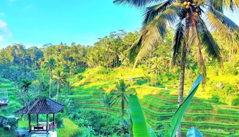 烏布梯田 烏布梯田