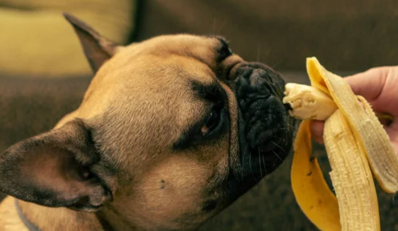狗 吃 香蕉皮