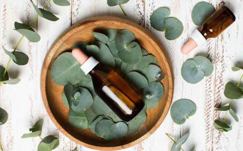 尤加利精油 助眠 尤加利精油 助眠