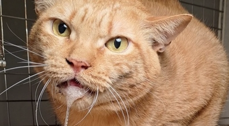 貓咪口腔疾病 貓咪口腔疾病