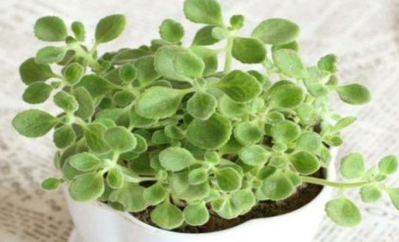 碰碰香種植方法