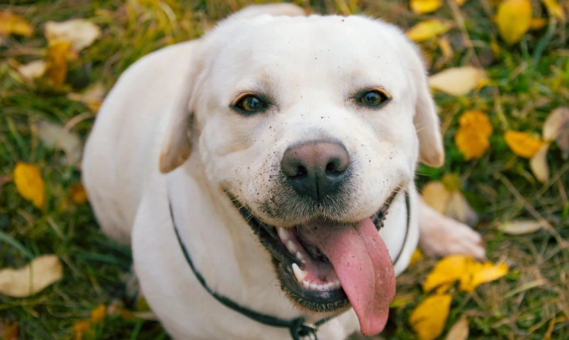 拉布拉多飼養指南
