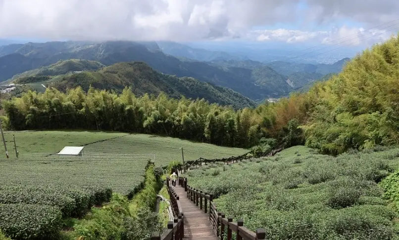 阿里山三天兩夜行程規劃：神木、雲海、小火車與森林療癒之旅