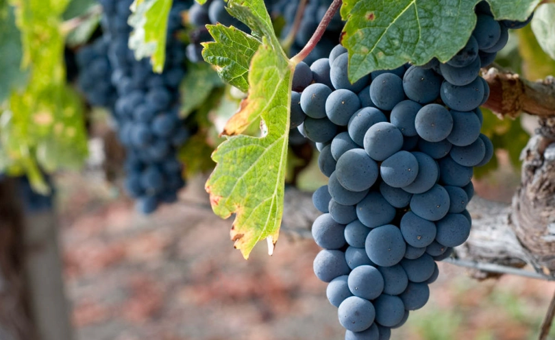 葡萄結果期落果