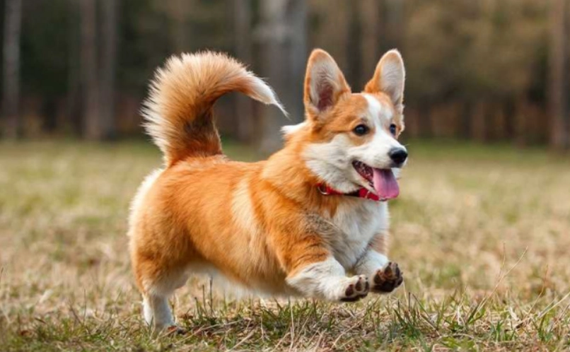 柯基犬 價格 台灣