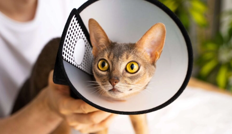 伊莉莎白頸圈戴不住