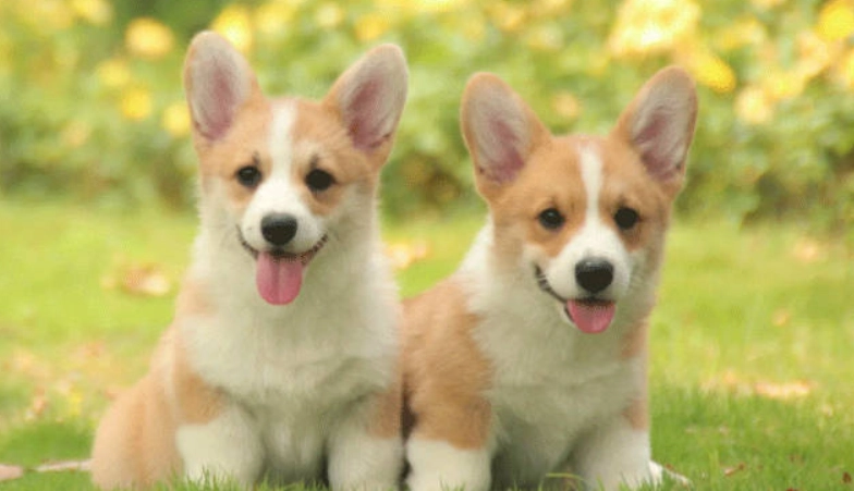 潘布魯克威爾斯柯基犬 飼養