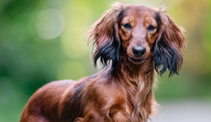 長毛狗護理問題 長毛狗護理問題