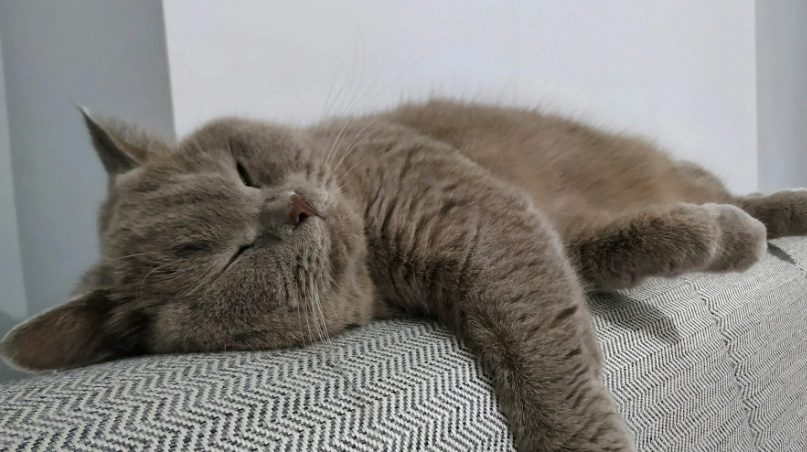 英短貓好養嗎 英短貓好養嗎