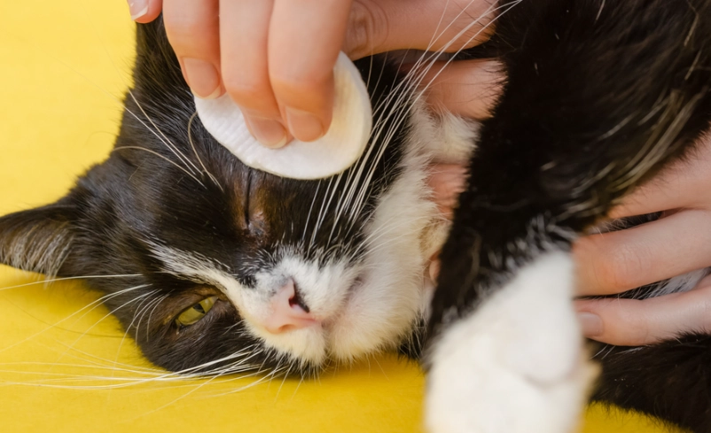 貓咪打噴嚏 貓咪打噴嚏