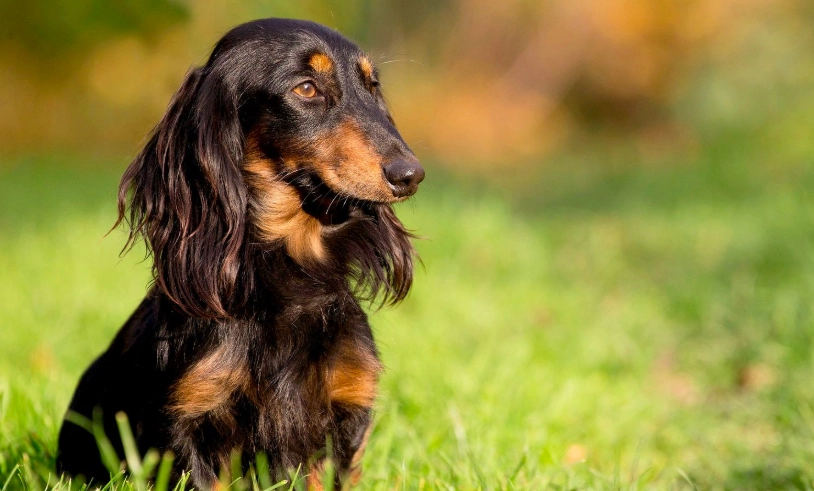 長毛臘腸狗缺點全解析：飼養前必知的五大困擾與應對策略