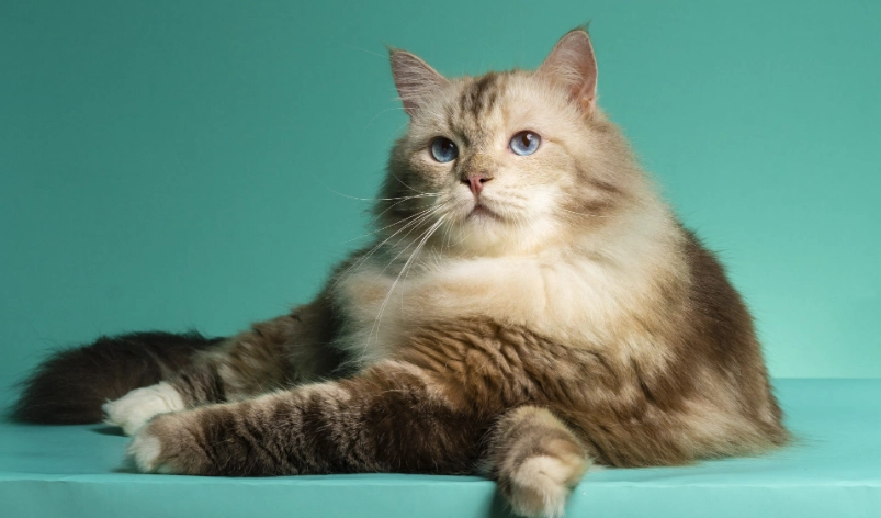 布偶貓飼養 布偶貓飼養
