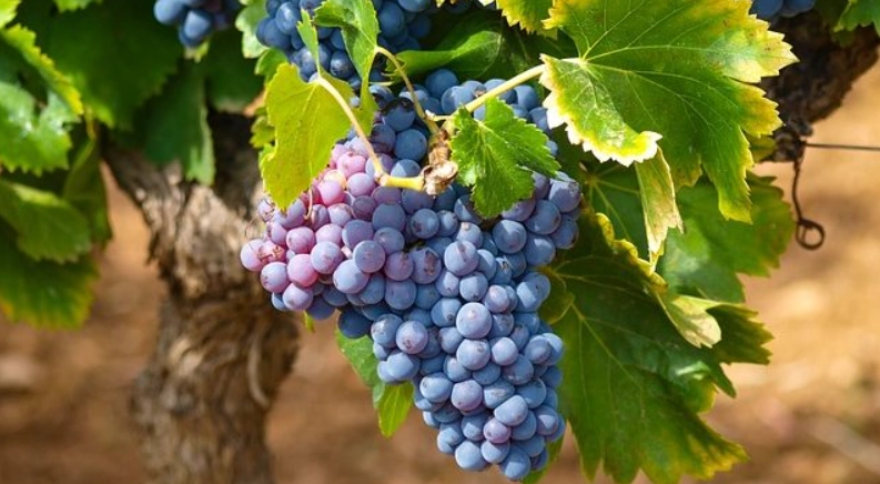 葡萄結果期施肥