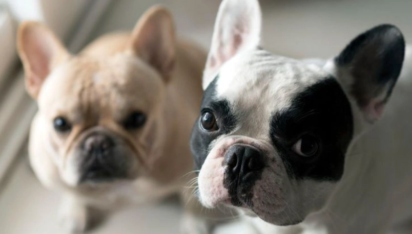 鬥牛犬智商高嗎？深入解析鬥牛犬聰明程度與訓練秘訣