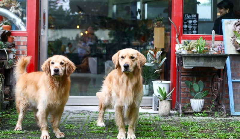 花蓮寵物友善景點 花蓮寵物友善景點