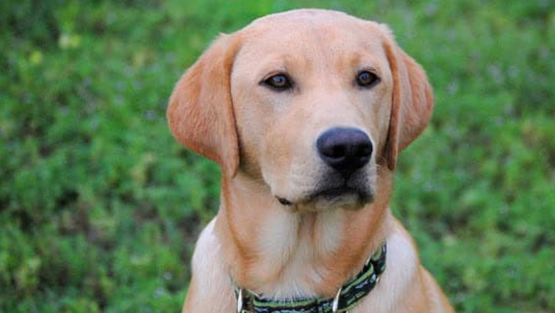 拉布拉多好養嗎？完整優缺點解析與飼養指南