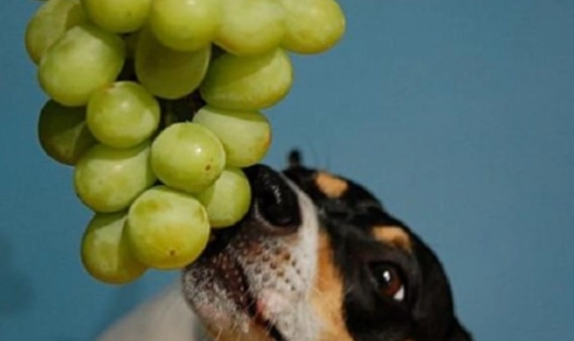 葡萄 對狗 的毒性 葡萄 對狗 的毒性