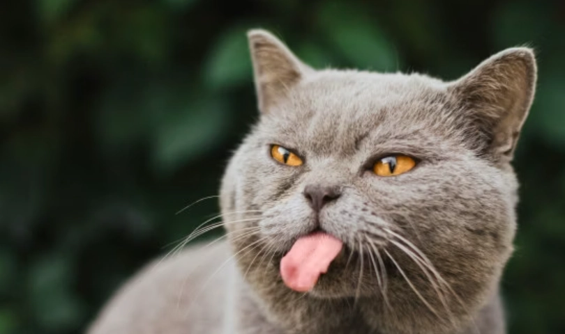 貓咪吐舌頭 貓咪吐舌頭