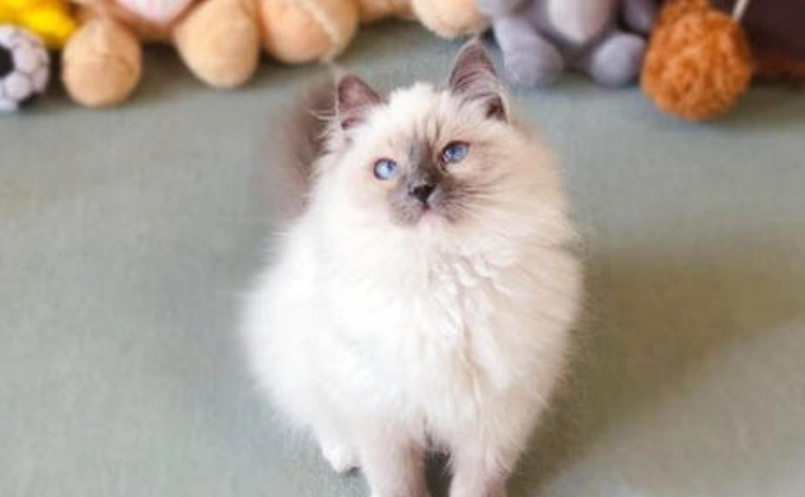 布偶貓飼養 布偶貓飼養