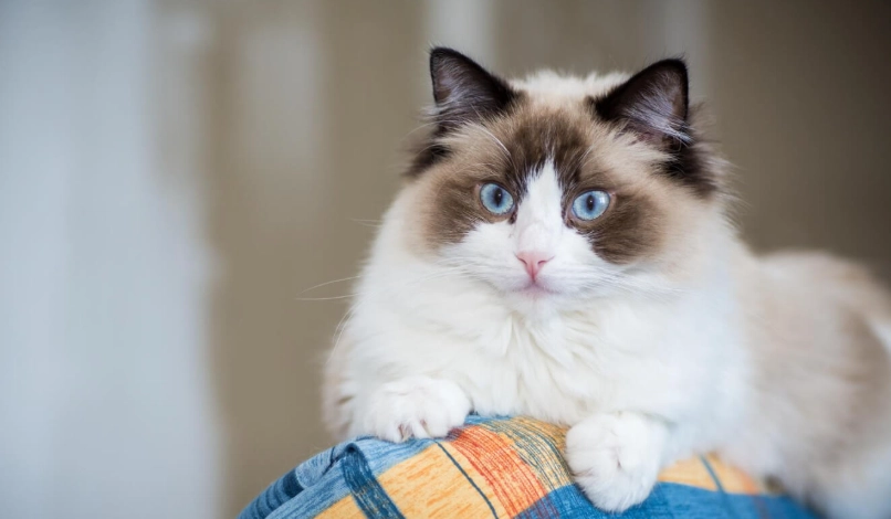 布偶貓 飼養 布偶貓 飼養