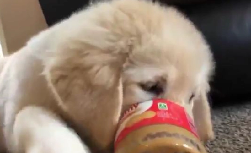 狗 可以 吃 花生醬 嗎 狗 可以 吃 花生醬 嗎