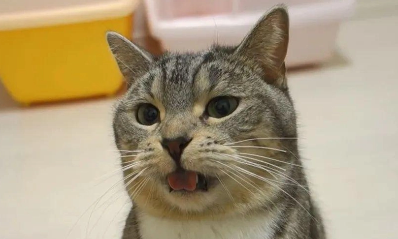 貓咪口腔疾病 貓咪口腔疾病