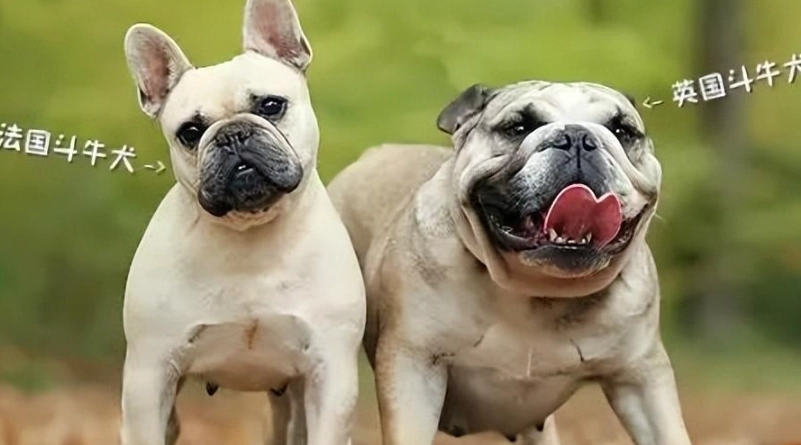 法鬥英鬥哪個好養 法鬥英鬥哪個好養