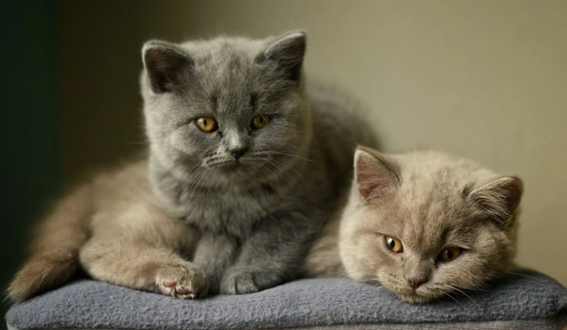 英國短毛貓性格全解析：溫和友善還是獨立高傲？飼養前必讀指南