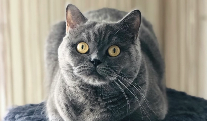 英國短毛貓適合家庭 英國短毛貓適合家庭