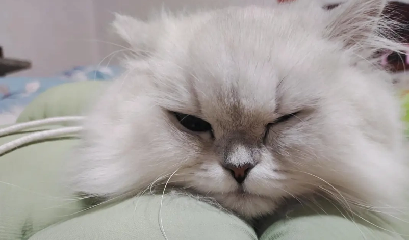 貓 眼睛發炎 多久會好 貓 眼睛發炎 多久會好