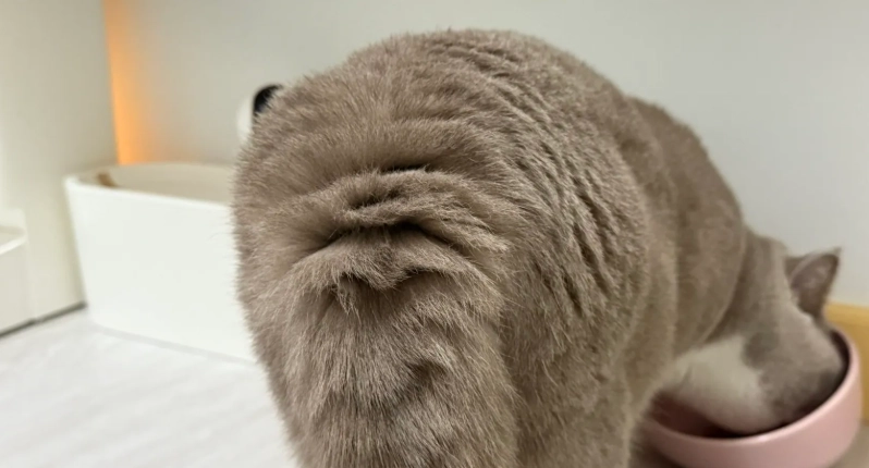 貓毛蓬鬆技巧 貓毛蓬鬆技巧