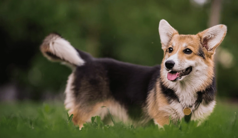 威爾斯柯基犬 健康照護