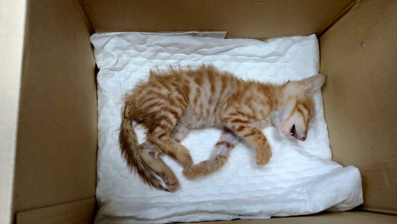 貓咪過世前兆 貓咪過世前兆