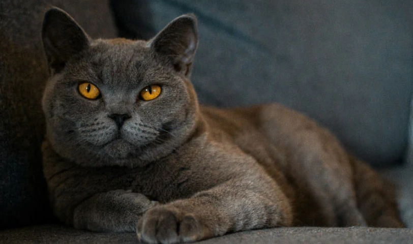 英短貓壽命全攻略：平均幾年？關鍵因素與延長秘訣大公開