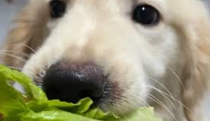 狗 可以吃 蔬菜