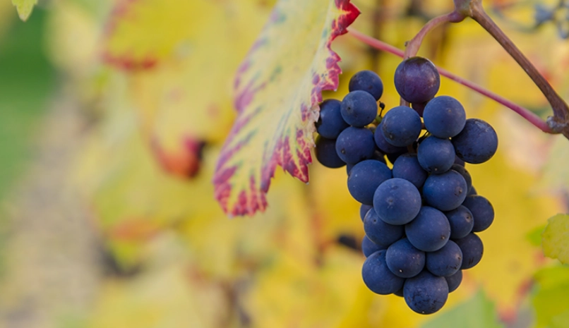 葡萄結果期管理