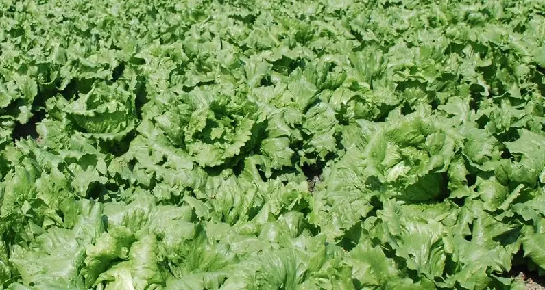 雲林伴手禮 雲林伴手禮